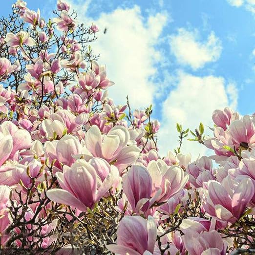 FastDirect Semillas de Magnolia Multicolor Semillas de Flores 20 ...