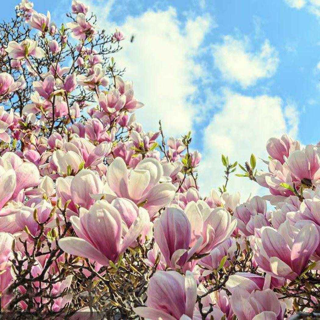 FastDirect Semillas de Magnolia Multicolor Semillas de Flores 10 ...