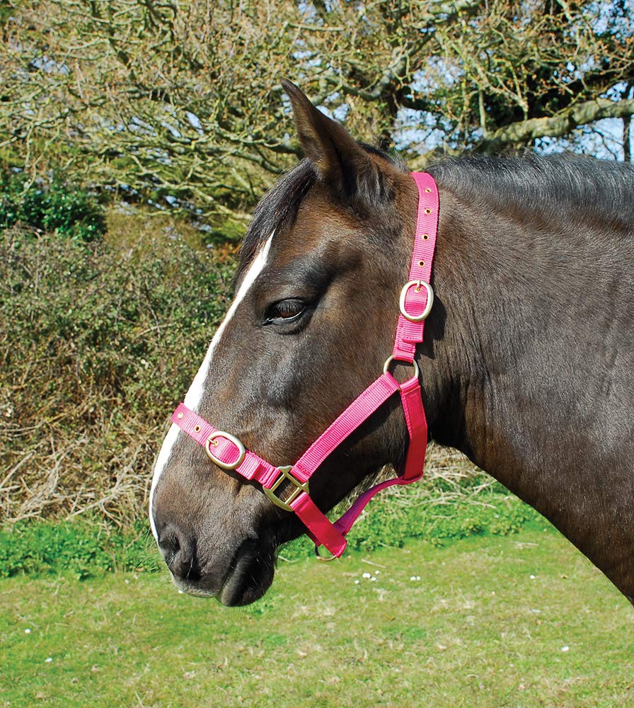 Rhinegold Nylon Headcollar - Cob - Raspberry — image 1
