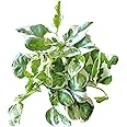 Hopewind Plants Shop Pothos N’Joy Live Indoor Plant, 4 inch Pot, Variegated White and Green Leaves - Easy to Care for - Perfect for Indoor and Outdoor Home Decor, Office, and Gift- Pot Included