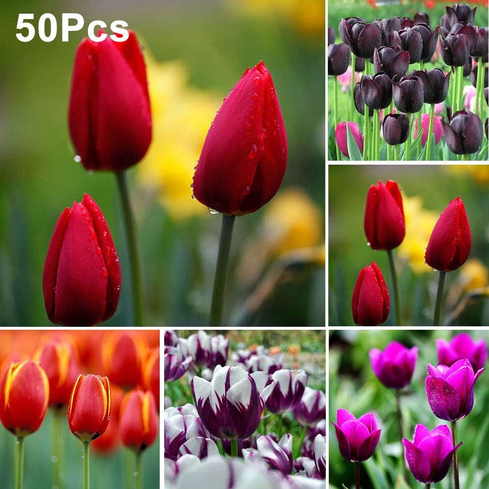 little finger Tulip Seeds 50Pcs Tulip Bulbs Flower Seeds Garden Yard Growing DIY Home Bonsai Plant Decor Flower Seeds - Deep Purple Tulip Seeds