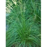 Perennial Farm Marketplace Sporobolus heterolepis (Prairie Dropseed) Native Live Perennial, Size-#1 Container, Fine-Textured Green Foliage with Golden-Orange Fall Color, Zones 5-9