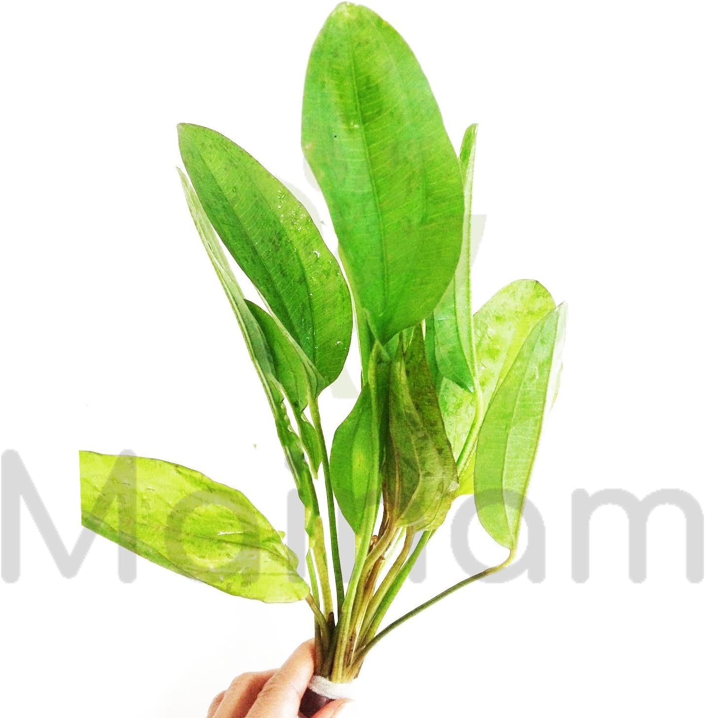 Mainam Echinodorus Schlueteri Bunch Amazon Sword Live