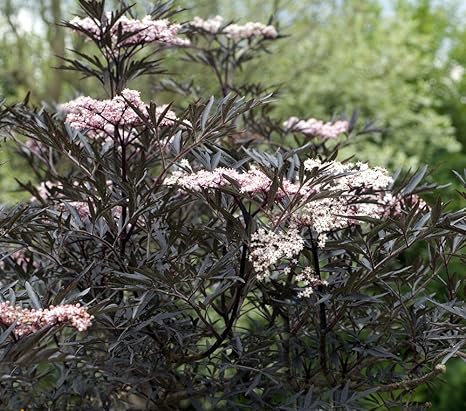 Schwarzer Holunder 10 Samen, Sambucus nigra