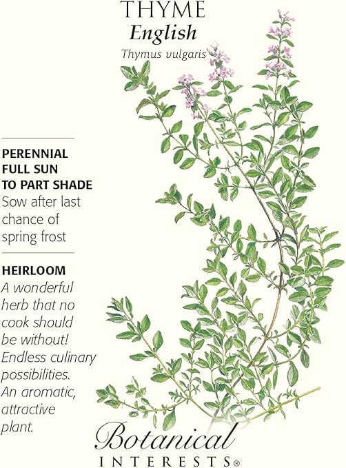 Englisch Thymian Seeds 0 35 Gramm Perennial Amazon De Garten