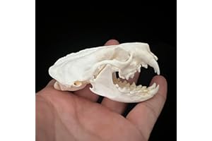 GENERIC Wholesale 1/2/3/5/10 pcs Taxidermy Real Animals Skulls, Real Bones Specimen, Supplies Art Bone Vet Medicine 1:1 Animal Bones (Mink Skull, 1 Pc)