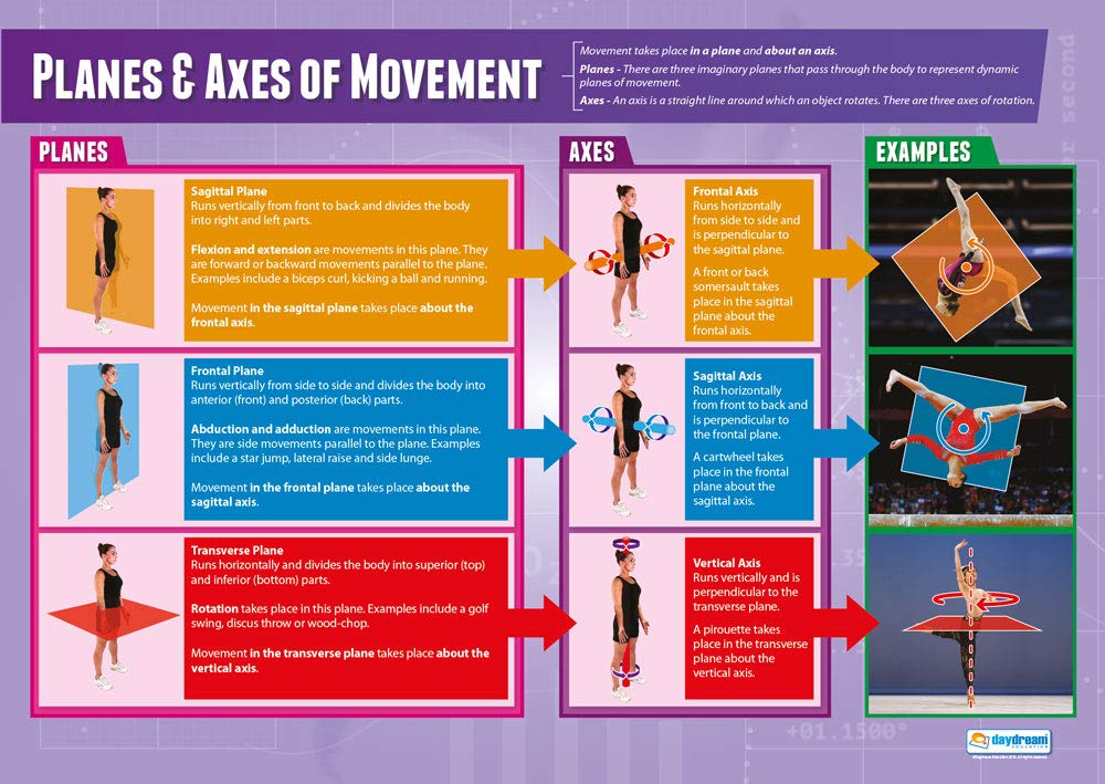 Planes & Axes of Movement PE Posters Laminated Gloss Paper