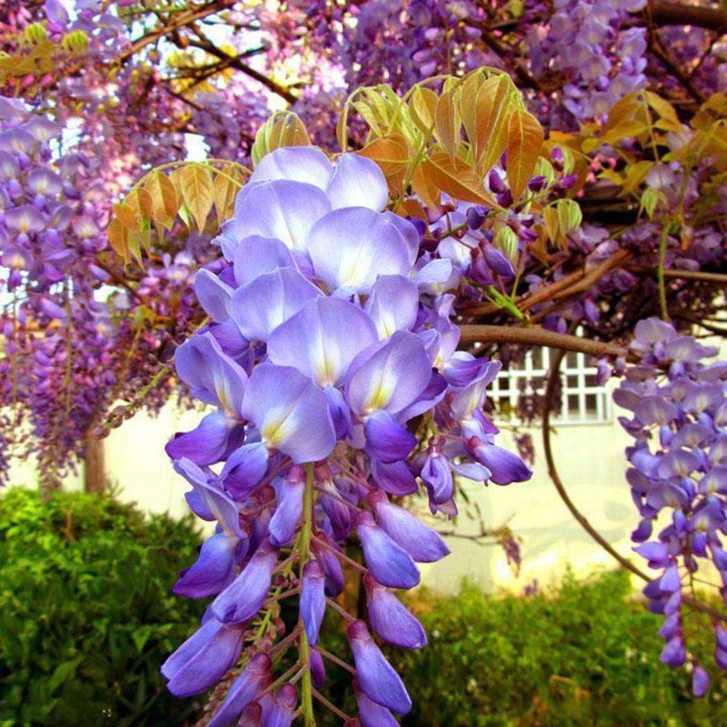 Idomeo Perennial Beautiful Flower Wisteria Seeds Garden Climbing Plant Flowers