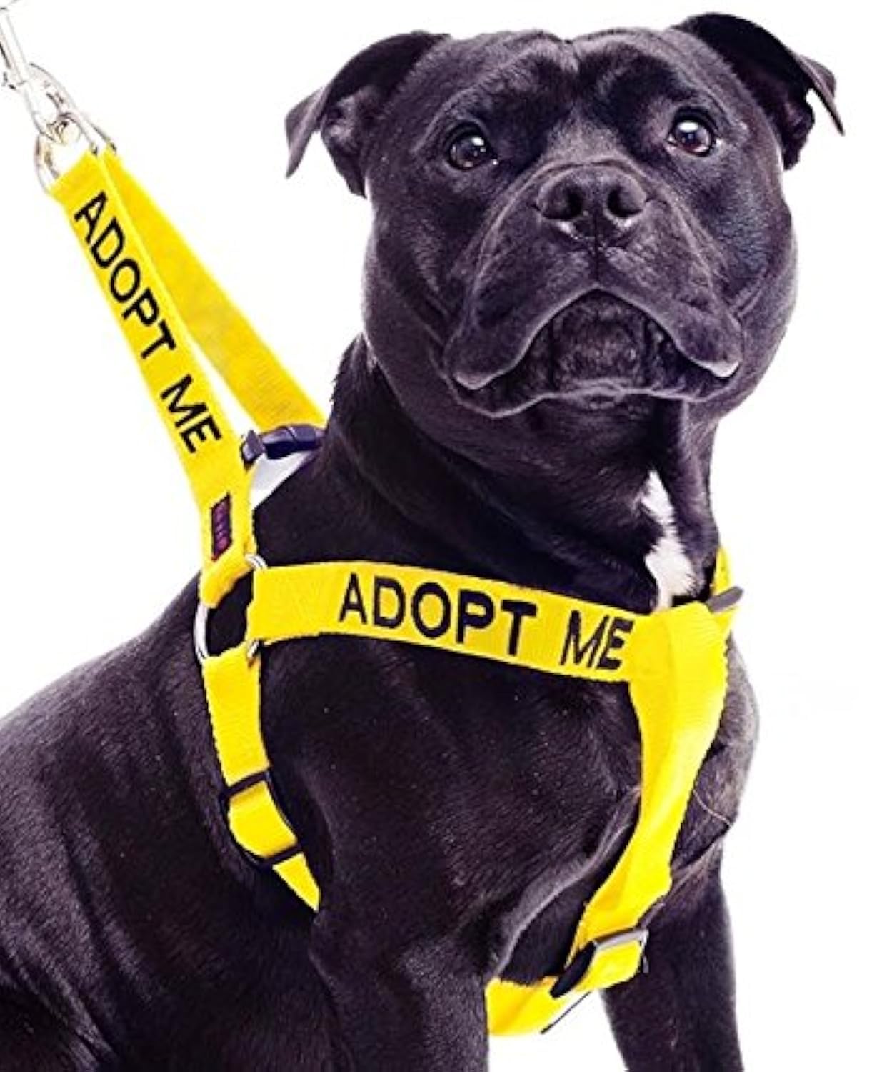 Dexil ADOPT ME (I Need A New Home) Yellow Colour Coded Non Pull L-XL Dog Harness PREVENTS Accidents By Warning Others Of Your Dog In Advance