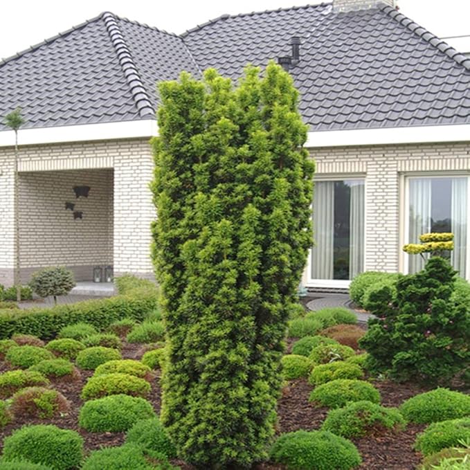 Gelbe Sauleneibe Taxus David 1 Baum Amazon De Garten