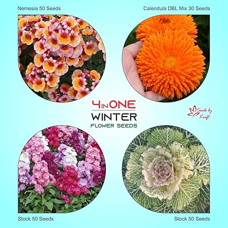 Kraft Seeds Winter Flower Seeds Superb Quality Non GMO Heirloom July onwards Sowing (Pack of 4 varieties)