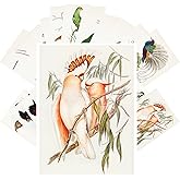 PIXILUV Vintage Postcards (24 pcs 4"x6" each) Parrots and Tropical Birds Antique Botannical Book Illustration Vintage Notecards Retro Greeting Card Reprint
