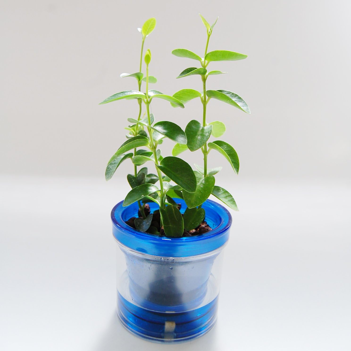 Amazon ハイドロカルチャー 水耕栽培 でお手軽観葉植物 楽ちん緑化計画 サクララン ホヤ ガガイモ ブルー 観葉植物 オンライン通販