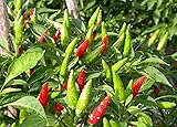 Vietnamese Chili - 50 Seeds(Capsicum annuum)'Ot