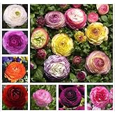 10PCS Mixed Color Ranunculus Bulb Double Buttercup Rose Wedding Flower Bulb