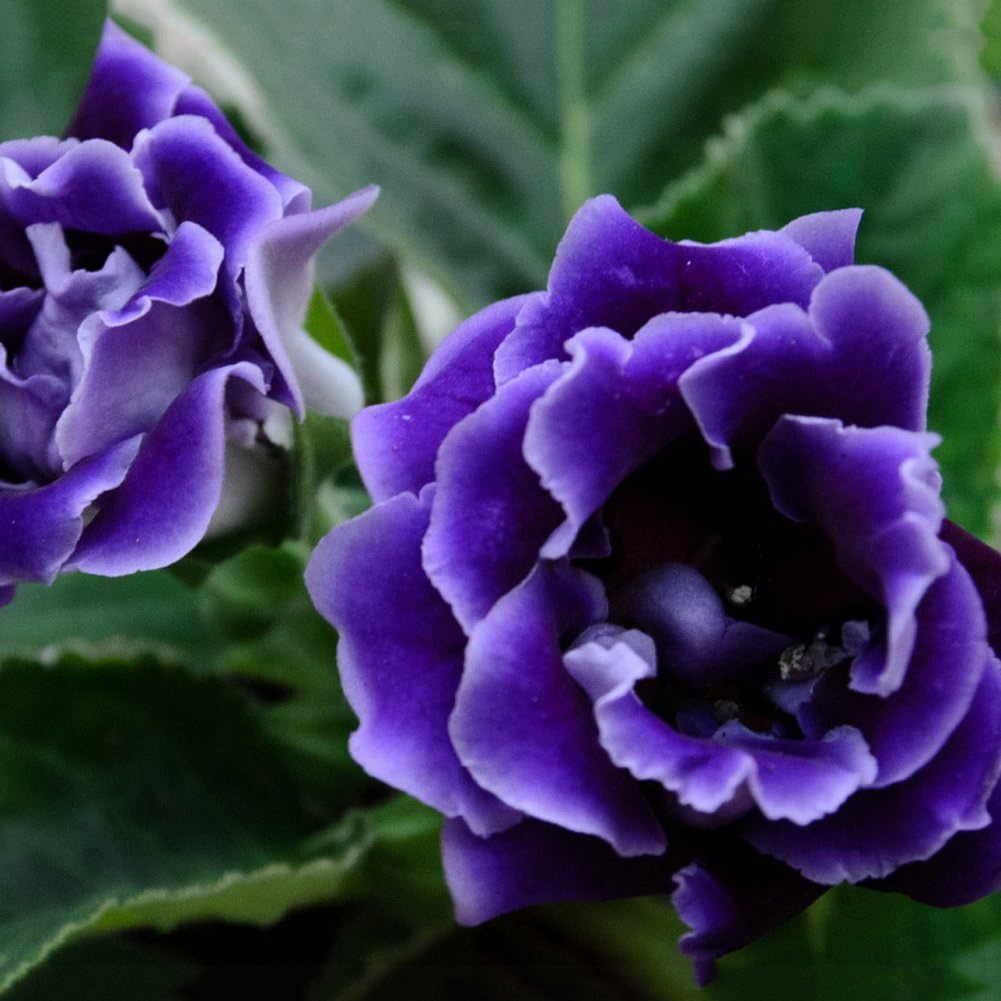 Rose Iris Tectorum Sunflower Cobaea Scandens Seed, 100Pcs Saintpaulia Ionantha African Violet Seeds Beautiful Flower Garden Plant - Blue