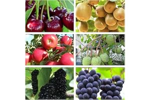 WIVOLIBE Mixed Fruit Seeds for Planting - 100 Grape 100 Apple 100 Kiwi 100 Cherimoya 10 Mulberry 20 Cherry - Fresh Fruit Seeds, Non GMO Seeds
