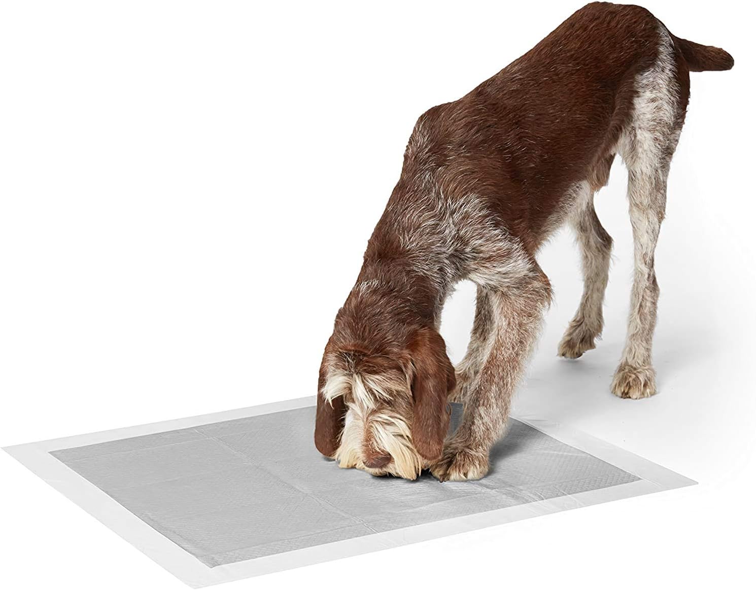 Basics Odor-Control Carbon Pet Dog and Puppy Training Pads - Pack of 50, X-Large (28 x 34 Inches) : Pet Supplies