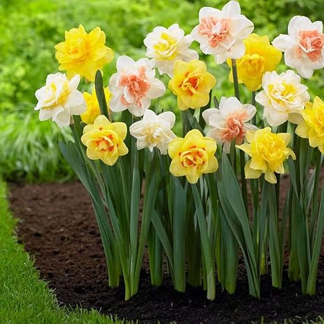 Amazon スイセン球根 混合色の水仙植物の球根 非常に美しい植物の装飾 5球根 花