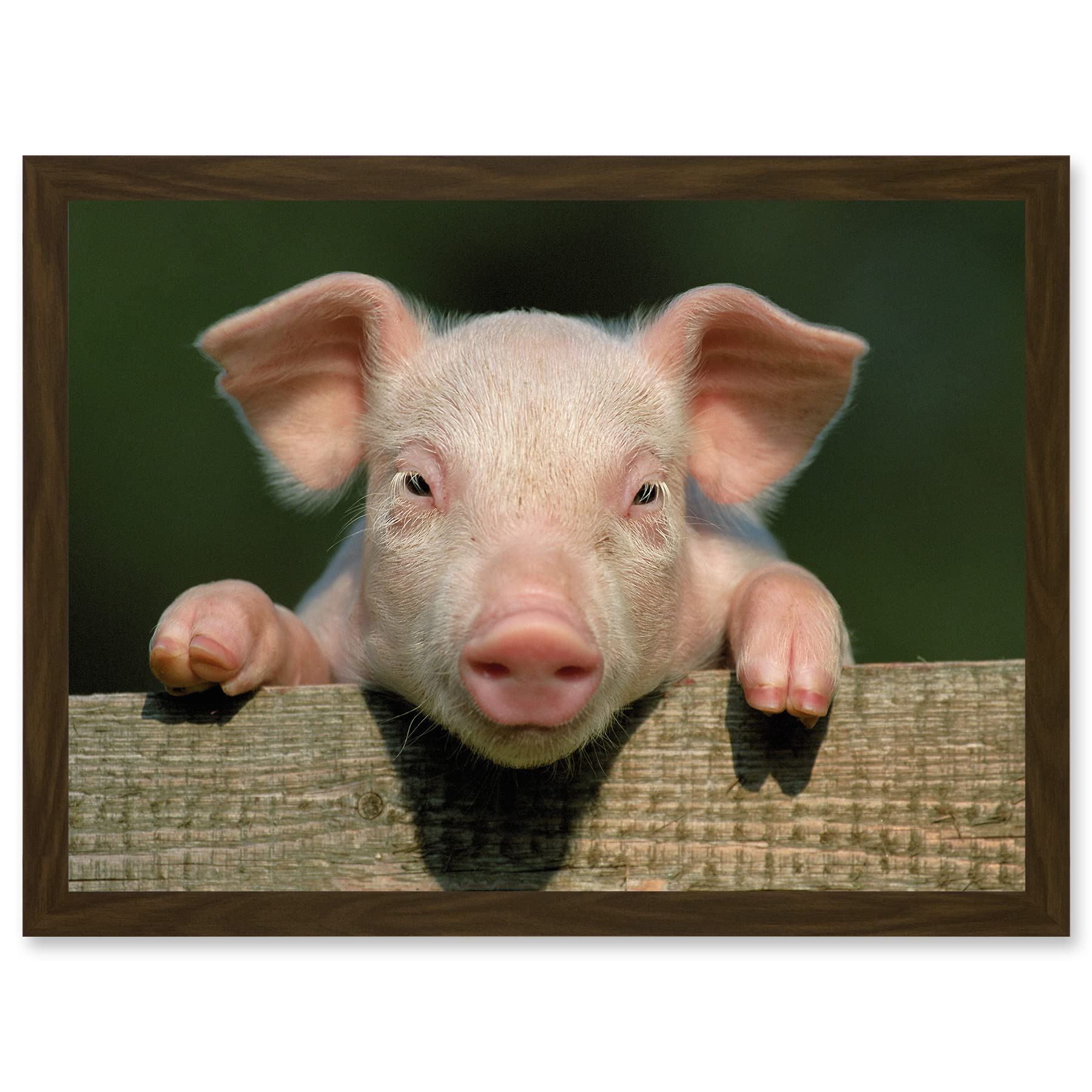 Artery8 Pig Piglet Cute Farm Pink Baby Babe A4 Artwork Framed Wall Art Print