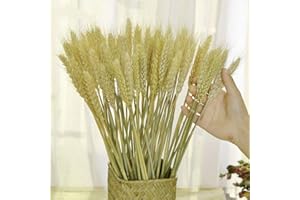 TooGet Dried Wheat Sheaves Stalks Bouquet Bundles, 100 Stems Natural Ear of Wheat Grain Flowers Dry Grass Bunch DIY Arrangeme