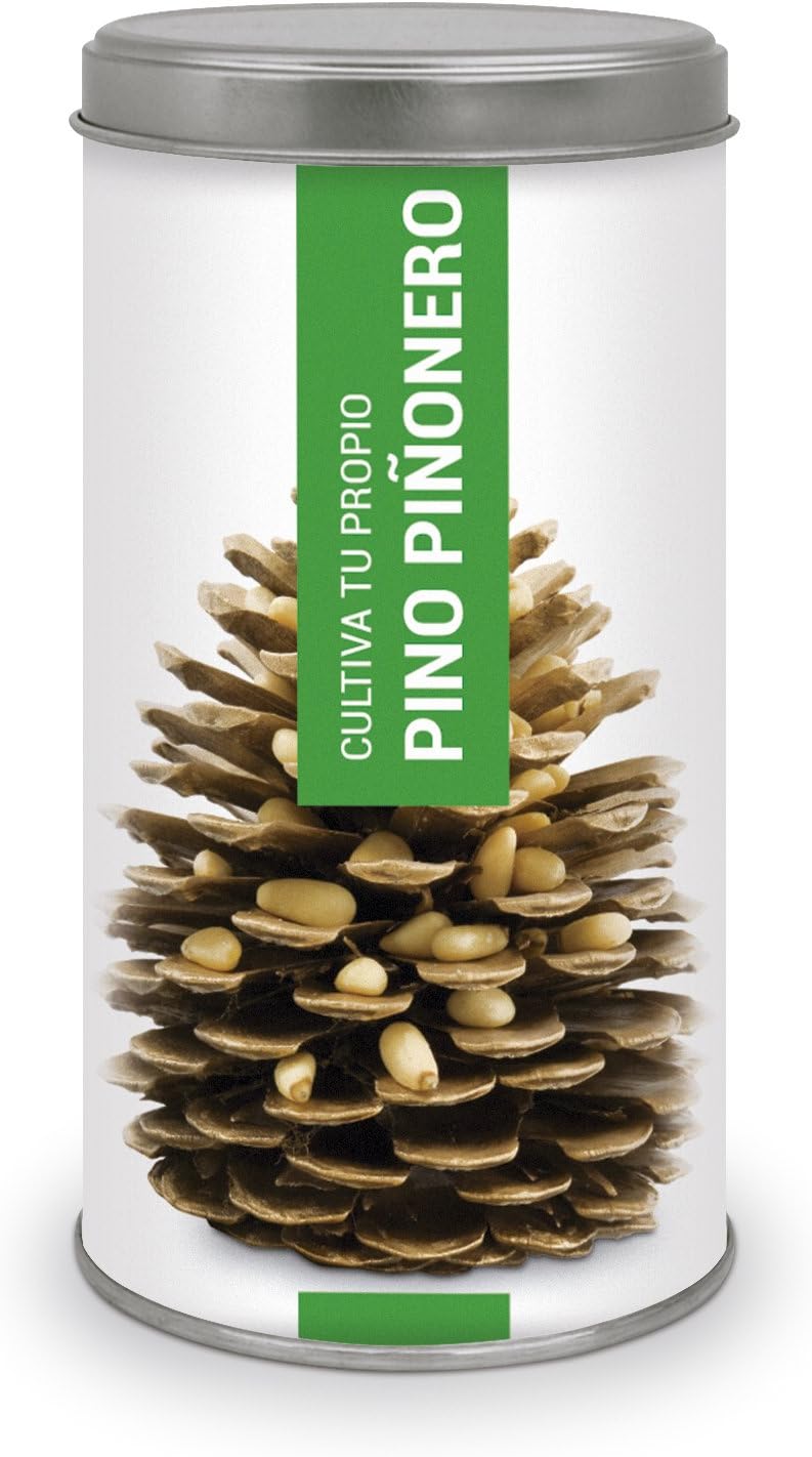 Garden Pocket - Kit de Cultivo Bonsái Pino PIÑONERO: Amazon.es: Jardín