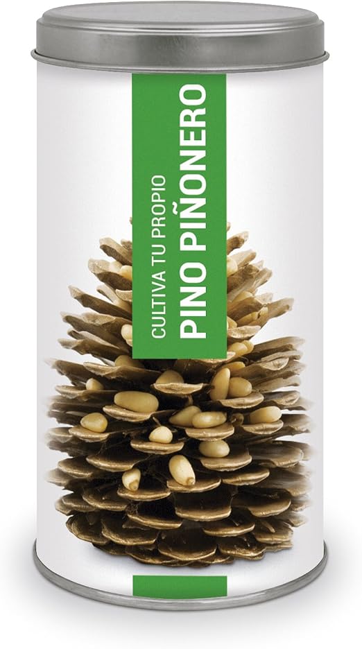 Garden Pocket - Kit de Cultivo Bonsái Pino PIÑONERO: Amazon.es: Jardín