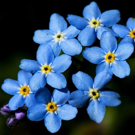 Catkoo Semi50pcs Bellezza Non Ti Scordar Di Me Pianta Fiore