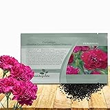 Outsidepride Magenta Carnation Seeds - 1000 Pcs