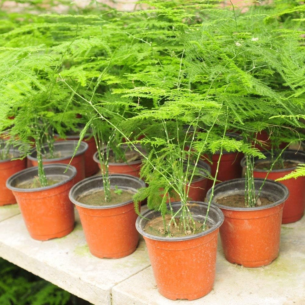 Купить Аспарагус Перистый В Горшке