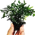 Planterest – Bolbitis Heudelotii VAR. Difformis Potted Live Aquarium Plant Decorations BUY2GET1FREE