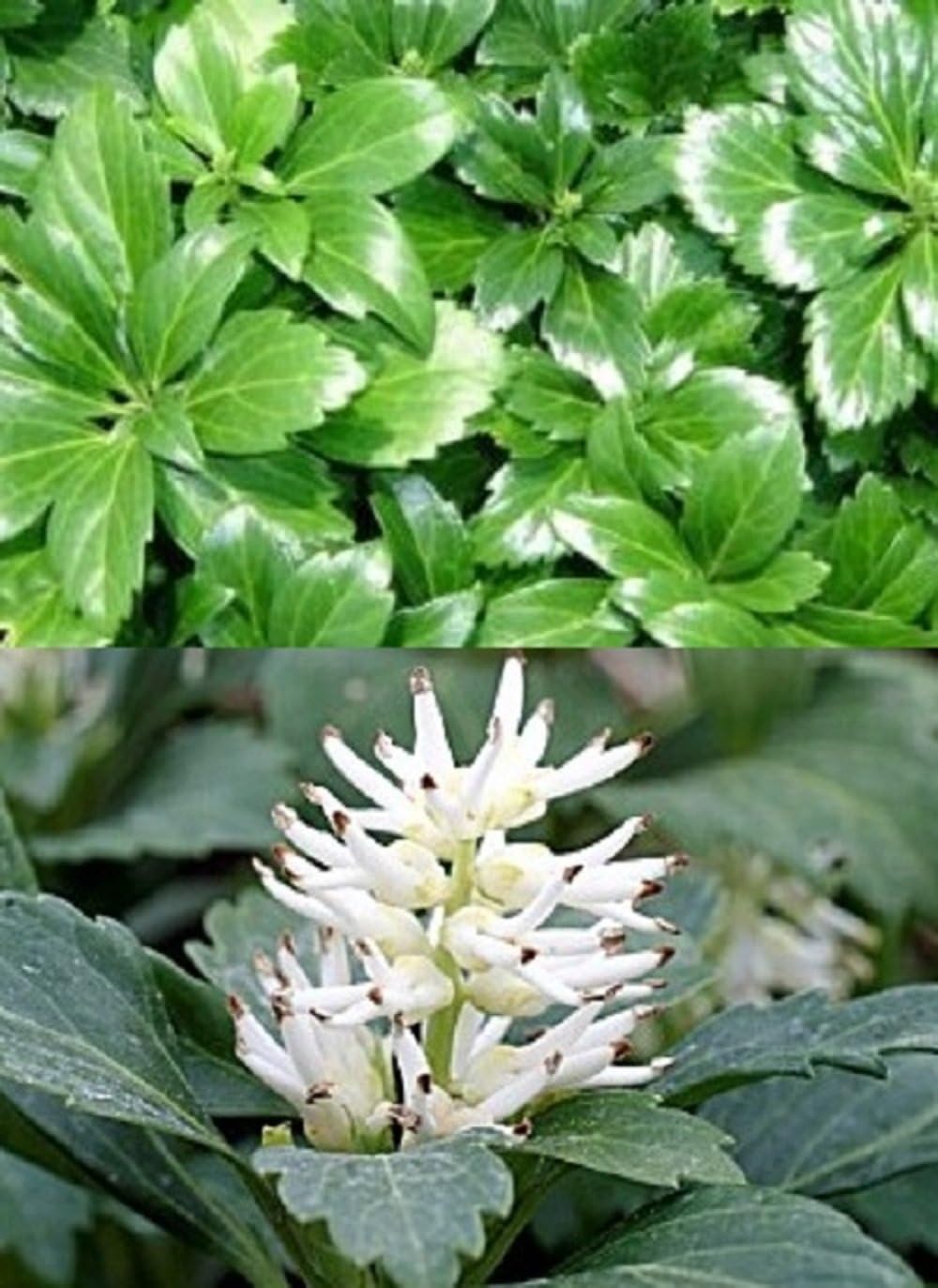 10X PACHYSANDRA GREEN CARPET PLANTS EVERGREEN GROUND COVER P9