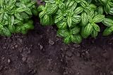 HERBAL AGE Mixed Herb Seeds Box 200+ Seeds Grow Your Own Kitchen Garden view 5