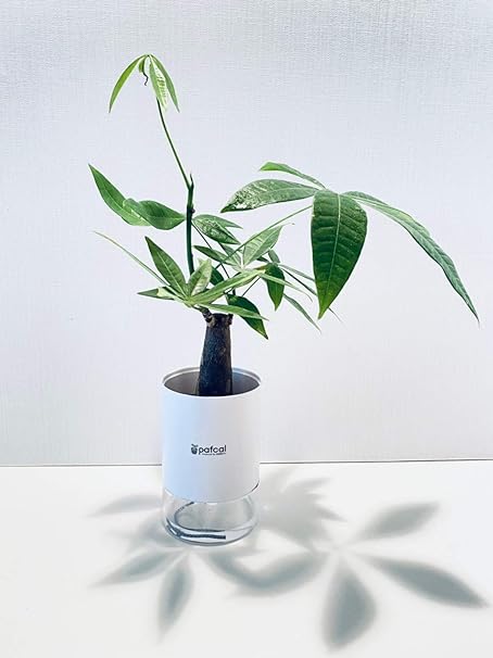 Amazon Co Jp ミドリエ デザイン シリーズ 土を超える土壌 パフカル 3号 観葉植物 底面給水 Easy Pot D 幹太パキラ ホーム キッチン