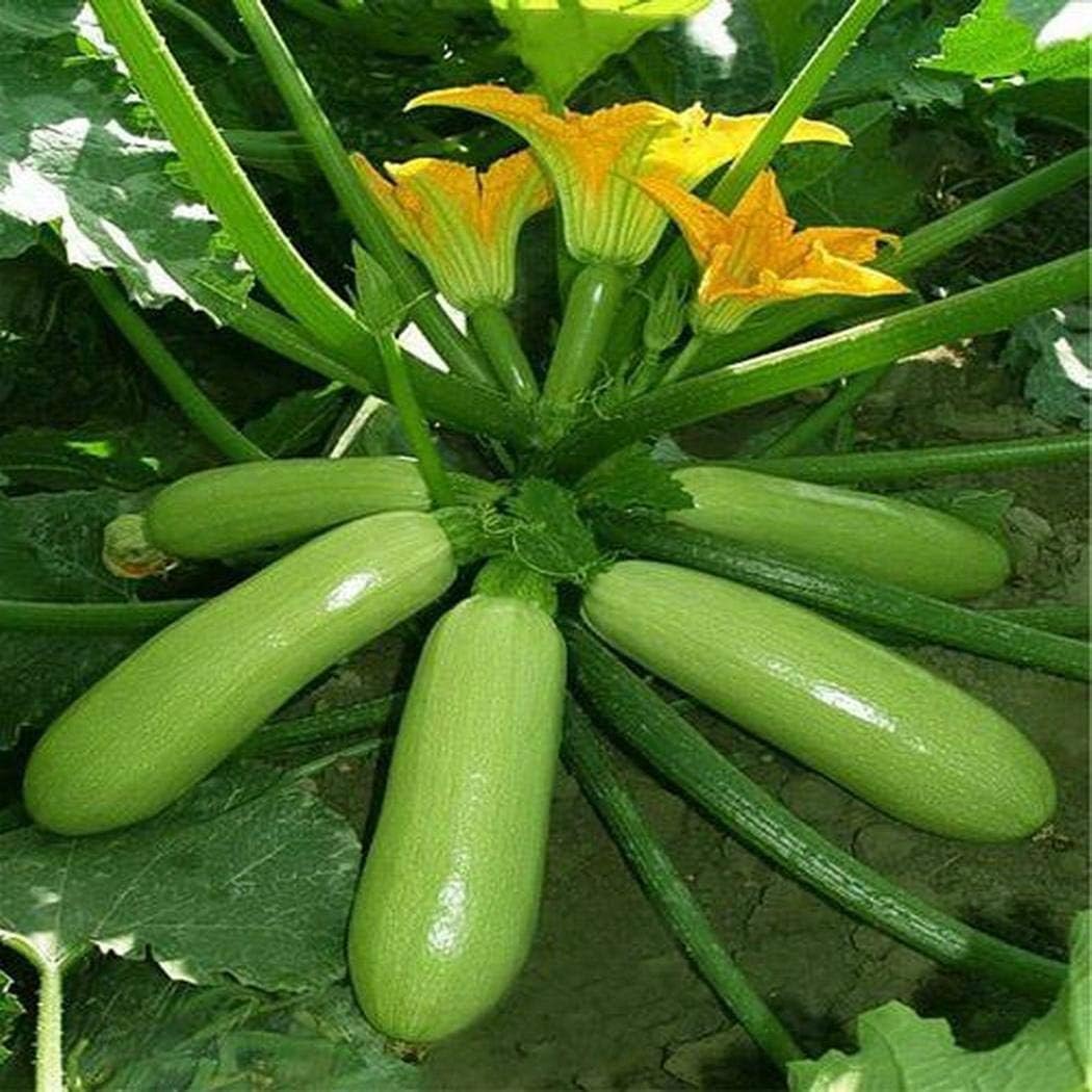 Zucchini Seeds for Planting,Organic Cucurbita Seeds Vegetable Seeds Heirloom Non-GMO for Home Garden
