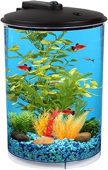 best freshwater fish for 3.5 gallon tank