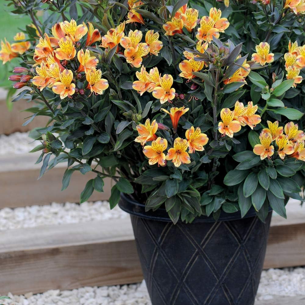Hardy Garden Perennial Plug Plant Alstroemeria, Cut Flowers, Summer