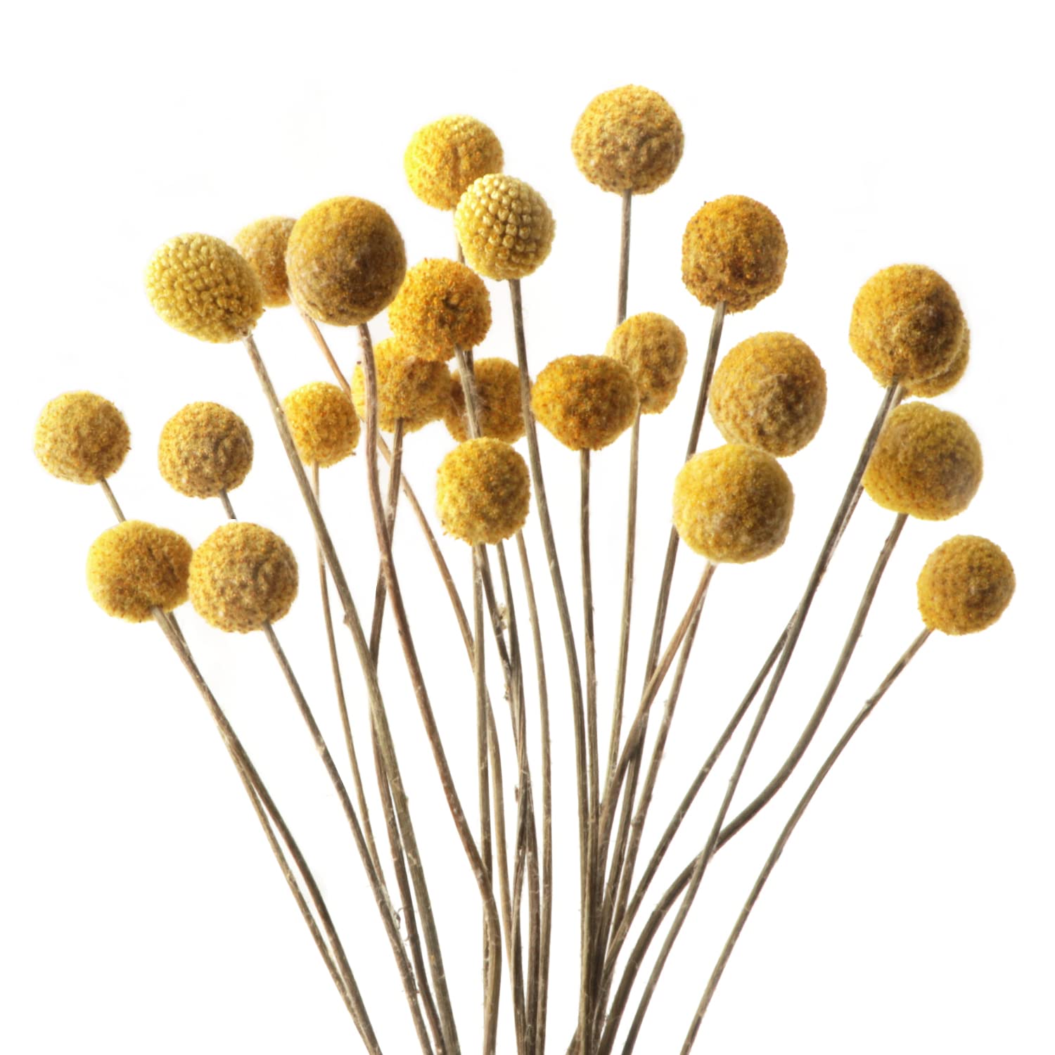 20 PCS Billy Balls Flowers Dried Golden Ball Flower Bouquet Dried Craspedia Globosa Decor for DIY Crafts wreath Home Decor Cake Decor Wedding Decor Party Centerpieces Decor (Golden)