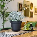 T4U 17cm Plastic Plant Pots 6-Pack with Saucers Black view 7