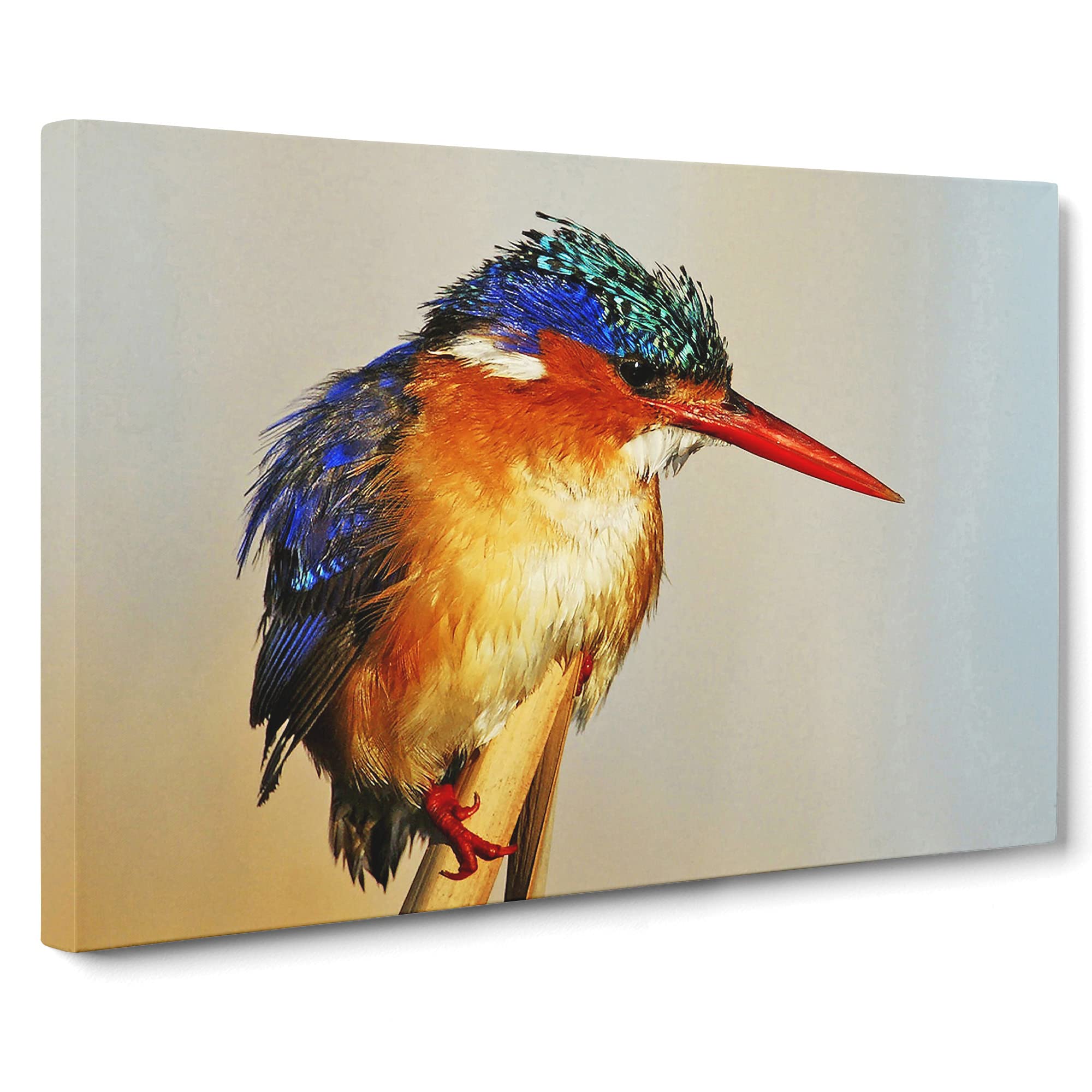 Kingfisher Bird Canvas Print | Gallery Wrapped 30mm Frame Wall Art | 20x14 inches | Ready to Hang | Modern Animals Picture | Living Room Bedroom Lounge Office