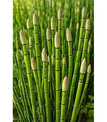 big zz raven plant 2gal-10in Black ZZ  Paraso Plant Studio
