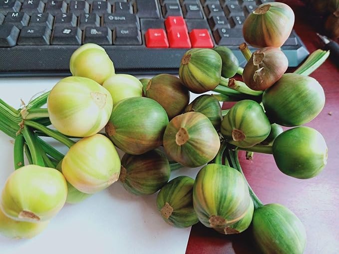 50seeds von SchÃ¶nem VerÃ¤nderte Clivia by Farmerly