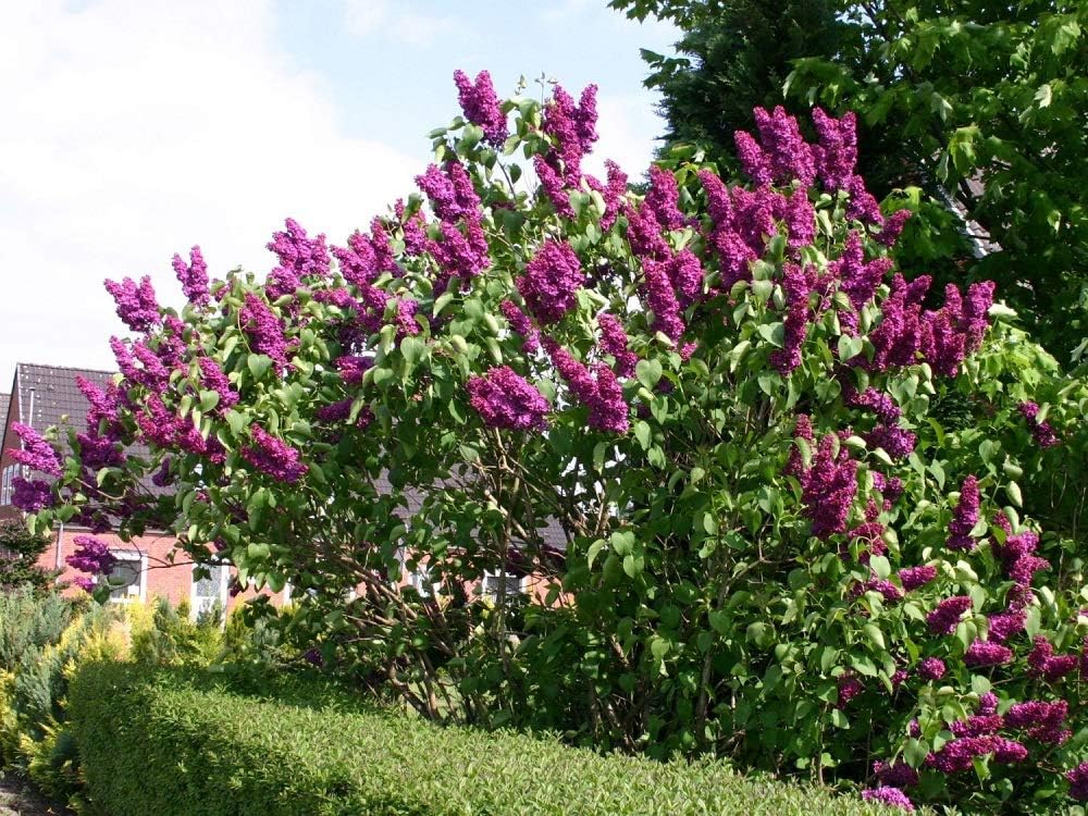 40 Semillas de Lilac (Syringa Vulgaris): Amazon.es: Jardín