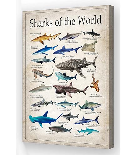★レア★THE WORLD MOST DANGEROUS SHARKS ポスター Amazon.com: EuroGraphics Dangerous Sharks Poster, 36 x 24 in