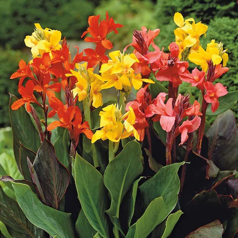 3 X Canna Dwarf Mix – Mixed Coloured Flowers – Late Summer Blooming – Most Colourful Summer Bulbs - Ruffled Spikes Tapering to Refined Buds