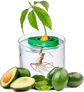 Avoseedo das Besondere Garten Geschenke - Pflanzen Sie Ihren Eigenen Avocadobaum. Kleine Geschenke Für Männer Und Frauen. Die Neue Klein Dekoration Für Ein Schöneres Zu Hause. Das Komplette Pflanz Set