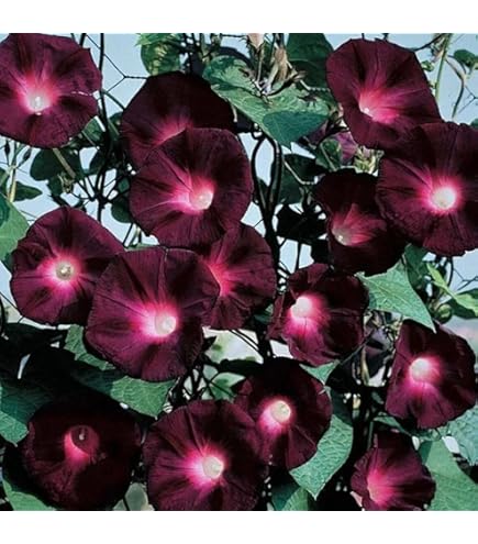 Japanese morning glory seed - België