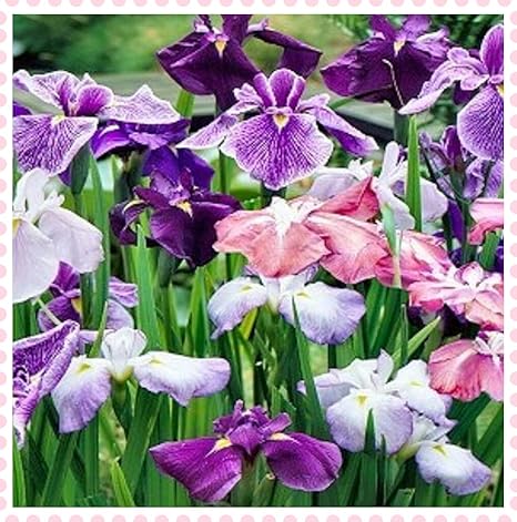 Amazon 珍しいアヤメの球根 人気の新鮮な鉢植えのラブリーステムは 直立した珍しい種の装飾に立ちます 6球根 花