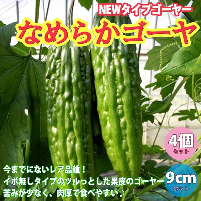 Amazon なめらかゴーヤの苗 苦みマイルド 楽々多収穫 Newタイプゴーヤー 9cmポット自根苗 4個セット 青果物としての流通はまだほとんど無く 家庭菜園で作るしかないレア品種です 今までにないイボ無しタイプのツルっとしたなめらかな果皮の ゴーヤーで 果肉は