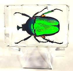 44mm Real Unicorn Green Rose Chafer Beetle in